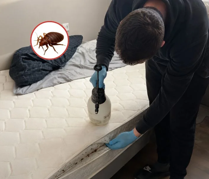 Technicien traitant un matelas contre les punaises de lit à Meulan-en-Yvelines